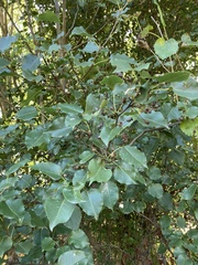 Pyrus