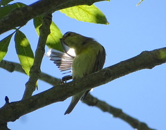 Phylloscopus trochilus