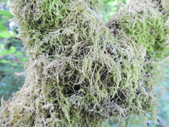 Amblystegium serpens