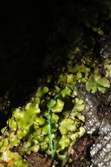 Marchantia polymorpha ruderalis