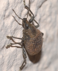 Otiorhynchus aurifer