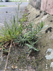 Lavandula angustifolia