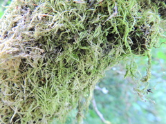 Amblystegium serpens