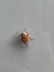 Araneus diadematus