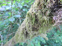 Amblystegium serpens