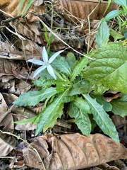 Hippobroma longiflora