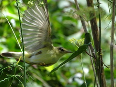 Phylloscopus trochilus