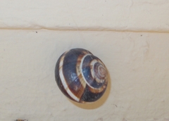 Helix lucorum