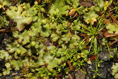 Marchantia polymorpha ruderalis