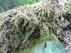 Amblystegium serpens