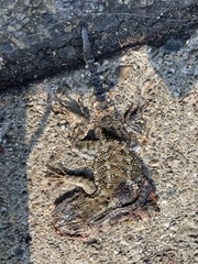 Sceloporus occidentalis bocourtii