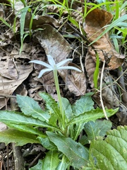 Hippobroma longiflora