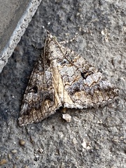 Eubolina impartialis