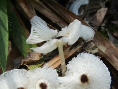 Leucocoprinus brebissonii