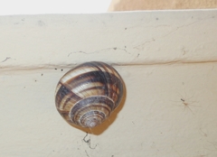 Helix lucorum