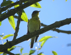 Phylloscopus trochilus
