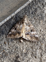 Eubolina impartialis