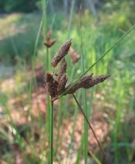 Bolboschoenus maritimus