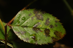 Diplocarpon rosae