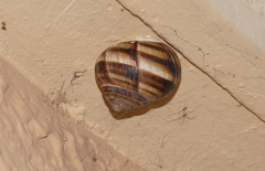Helix lucorum