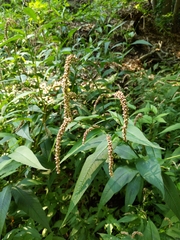 Persicaria extremiorientalis