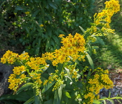 Solidago sempervirens