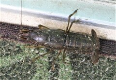Procambarus acutus
