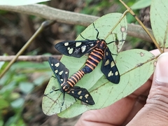 Amata passalis