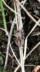 Habronattus coecatus