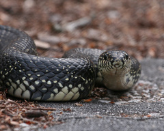 Lampropeltis nigra