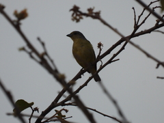 Euphonia affinis
