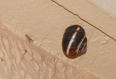 Helix lucorum