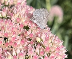 Celastrina neglecta