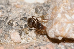 Lasius neglectus