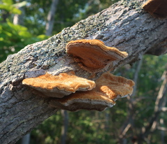Inonotus hispidus