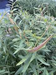 Asclepias tuberosa