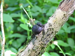 Daldinia concentrica