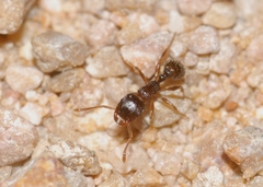 Tetramorium caespitum