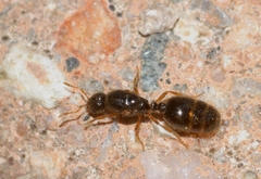 Solenopsis