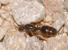 Solenopsis