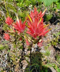Castilleja miniata miniata