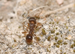 Tetramorium caespitum