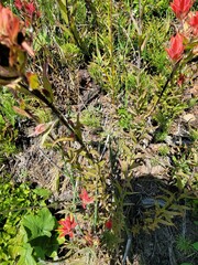 Castilleja miniata miniata