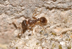 Tetramorium caespitum