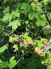 Acer glabrum