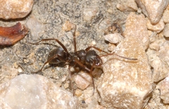 Formica cunicularia