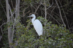 Egretta gularis