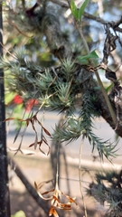 Tillandsia tricholepis