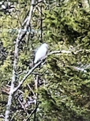 Buteo jamaicensis