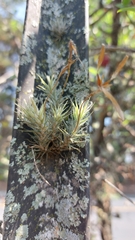 Tillandsia tricholepis